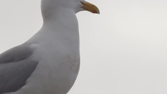 Pan close from adult glaucus gull to spotted fluffy chicks