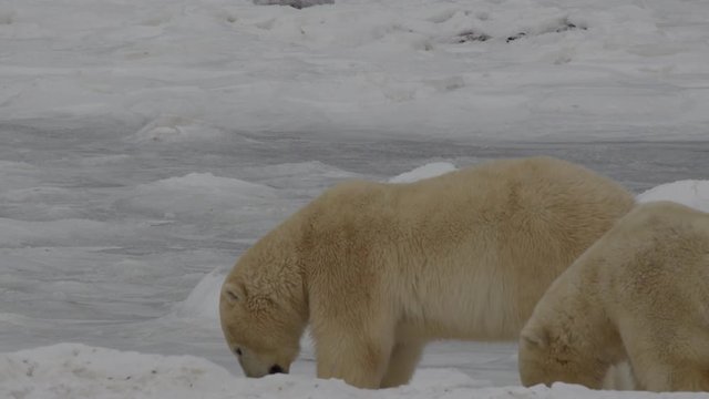 Slow motion - two polar bears lick ice and snow to cool down