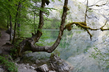 nature of alpen forest
