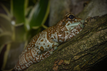 Bunter Urwaldfrosch auf seinem Baumstamm