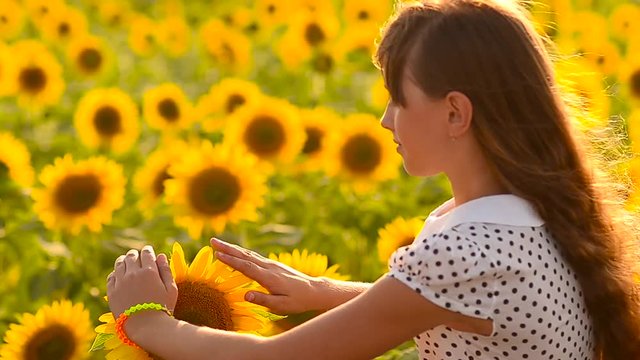 sunflower wind shakes, girl hand touching a flower sunflower, summer day