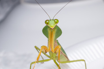 Giant Malaysian shield praying mantis (Rhombodera Basalis) resting on a tree