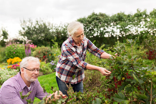 senior couple harvesting currant at summer garden