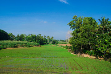 view of a rice field in trpical country