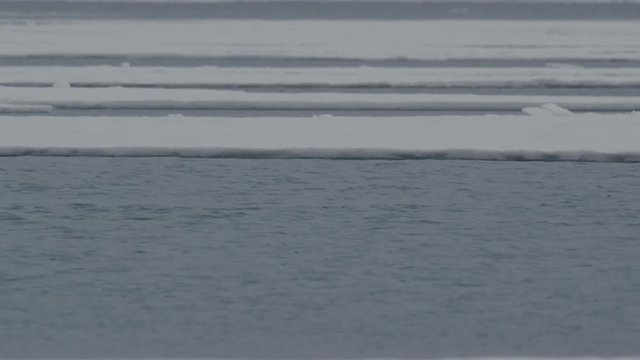 Slow motion - guillemot surfaces as narwhal dives