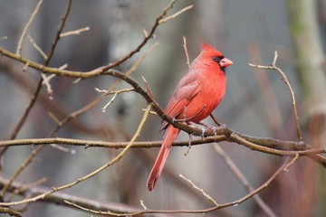 Northern Cardinal Horizontal