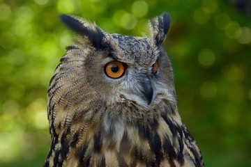 Owl Portrait