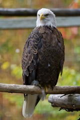 Bald Eagle Perched