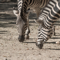 Heads of tw zebras feeding off the ground