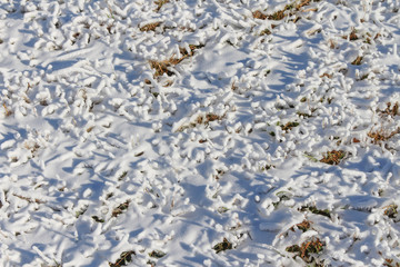 meadow snow texture