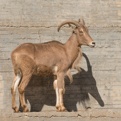 Female Barbary Sheep