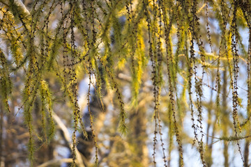ветви лиственницы с пожелтевшей неопавшей листвой зимой на фоне неба