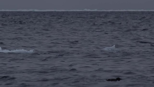 Slow motion - Narwhal shows horn as it swims through icy water