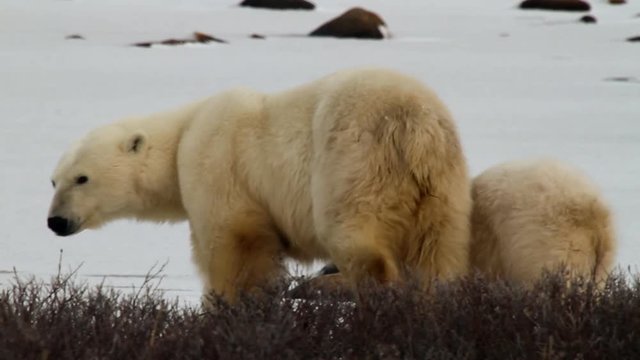 Mother polar bear and cub get up and walk away from their day bed