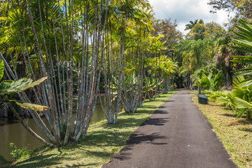 Pamplemousses botanical garden palm alley, Mauritius