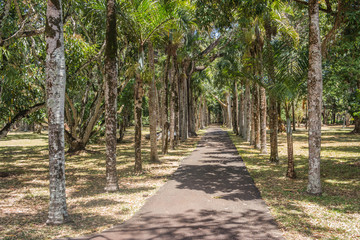 Pamplemousses botanical garden palm alley, Mauritius