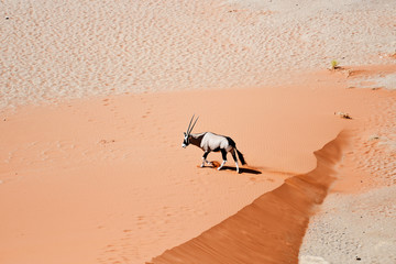 oryx in Namibia