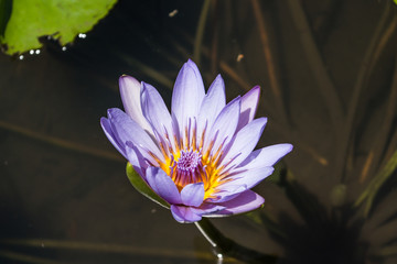 Water lilies