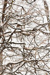 the winter tree with snow from russia