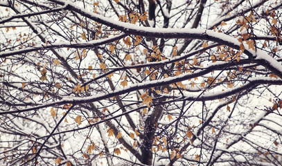 Snow covered trees