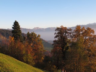 Herbstwald in den Schweizer Voralpen