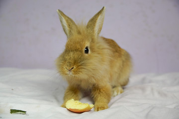 Królik i jabłko © Aruru