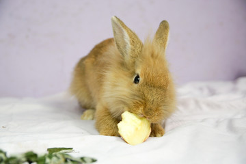 Królik i jabłko © Aruru