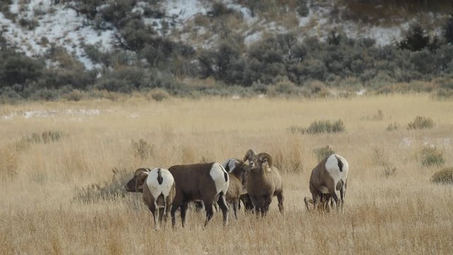 Bighorn Rams in Meadow Follow Ewe