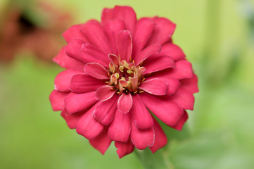 Blossom red flower on blurry background for design card