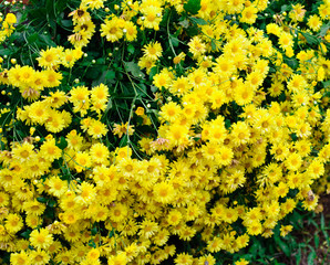 Beautiful yellow flower chrysanthemum