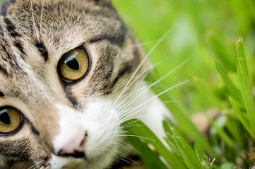 Siamese cat closeup on eye on green grass