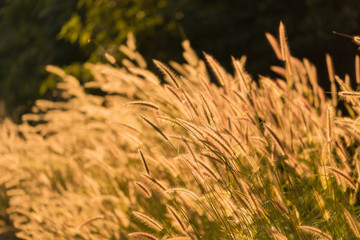 silhouette tropical grass flower on sunset background.