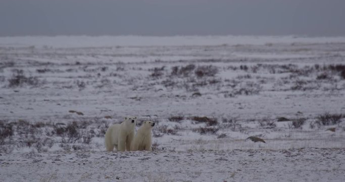 Polar bear older cub sniff for danger on bleak tundra