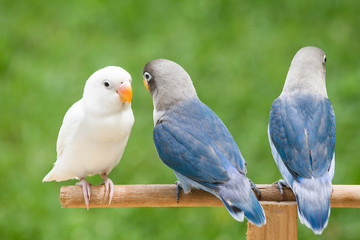 Blue and white lovebird standing on the perch on blurred garden background