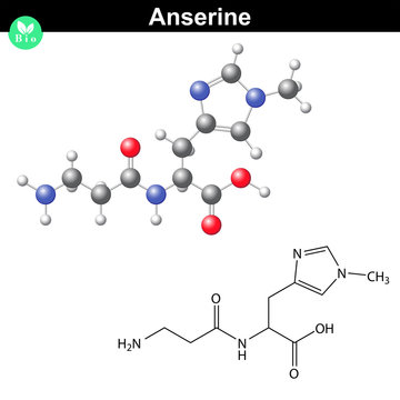 Anserine natural peptide molecule