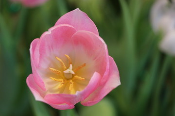 Pink tulips bright color in the garden, soft and beautiful flowers