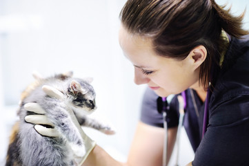 Young veterinary doctor looking on kitten