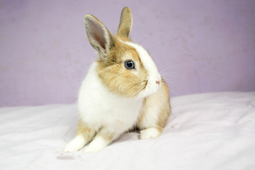 Królik rudo biały © Aruru