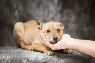 dog's head is in the hands of men, it is a puppy and he is very cute