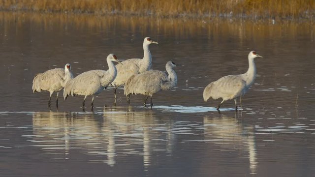Small Group of Cranes Walk in Golden Marsh