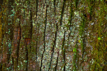 Obraz premium The texture of the tree bark
