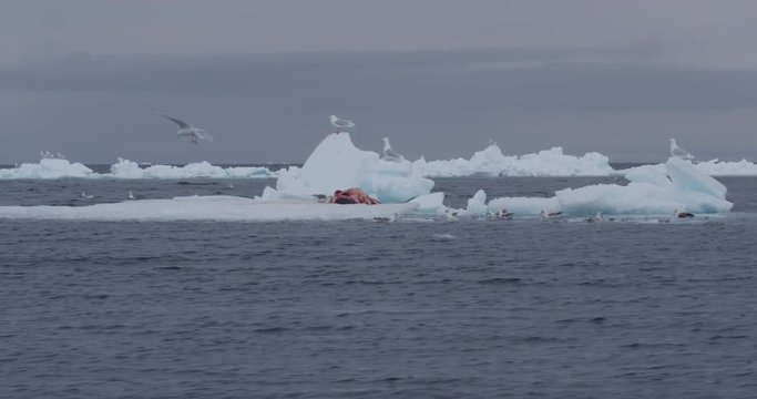 Iceberg floating by with narwhal carcass in medium
