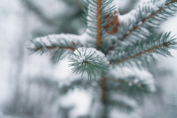 Naklejka na ściany i meble winter photo of blue fir covered with fresh snow, closeup photo