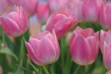Pink tulips bright color in the garden, soft and beautiful flowers