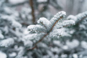 winter photo of blue fir covered with fresh snow, closeup photo