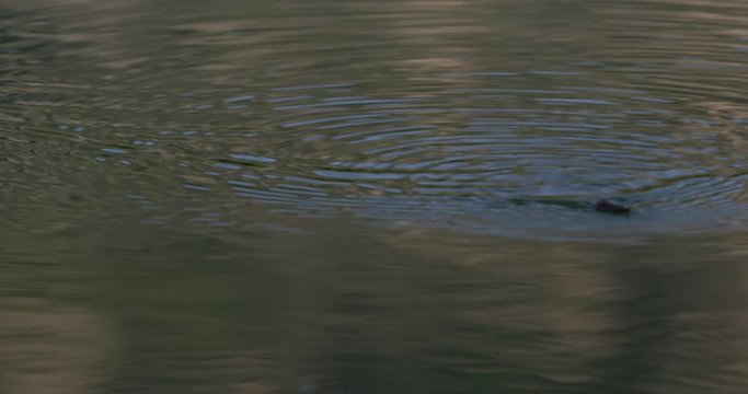 Close Caddis swimming back and forth on the calm waters of Yellowstone pond