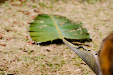 Traveler palm leaf background in nature weave pattern (Banana fan) dropped on the ground