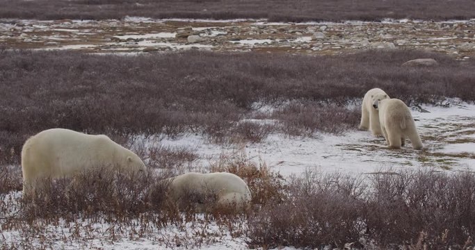 Two polar bears spar playfully in willows while two others watch