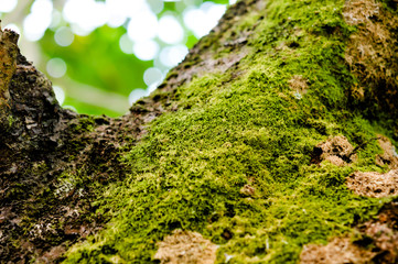 Bright green moss on tree, background is bokeh