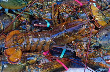 Live lobsters piled on ice with colorful rubber band claws